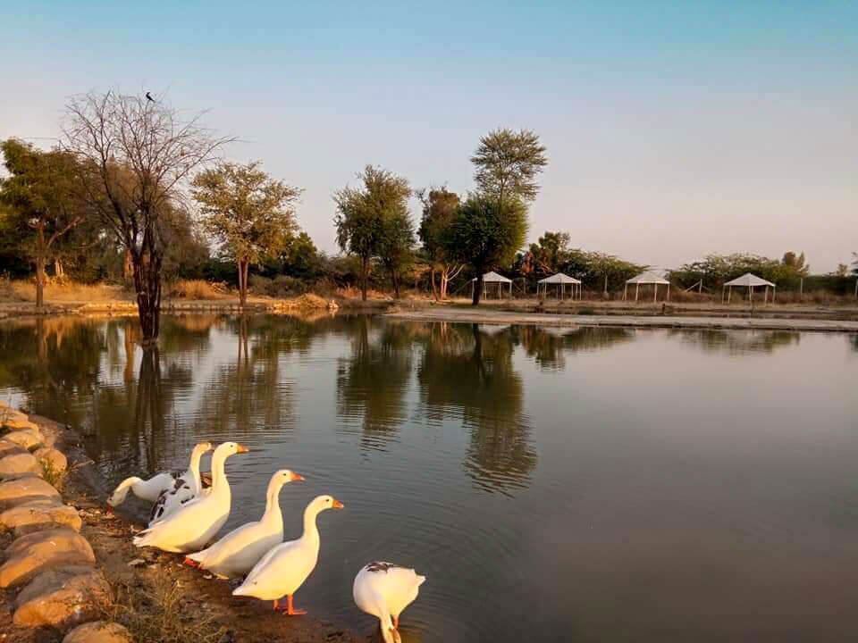 Resort-in-rajasthan (2)